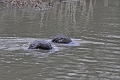 04 01 17_5464_edited-1